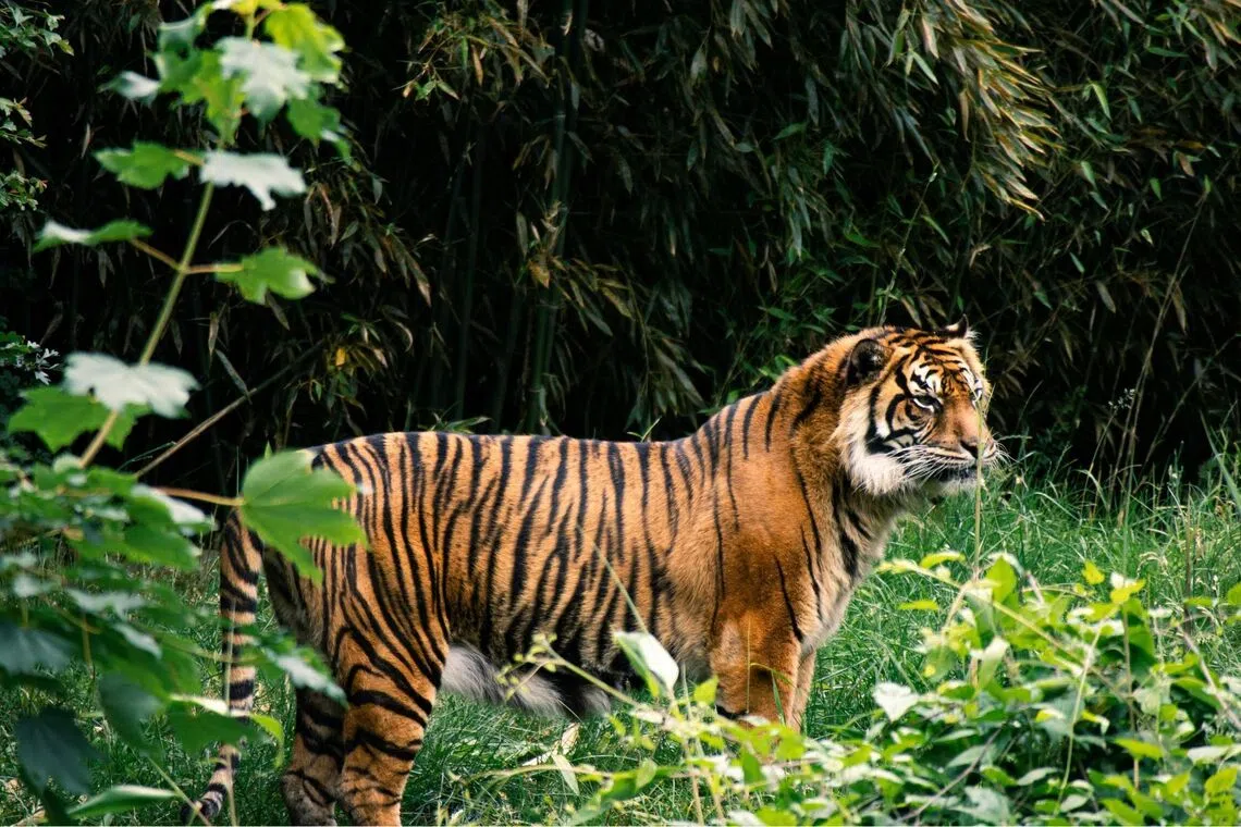 Experts and officials say that resources fall far short of what is needed to protect Malaysia's national animal, listed as critically endangered.