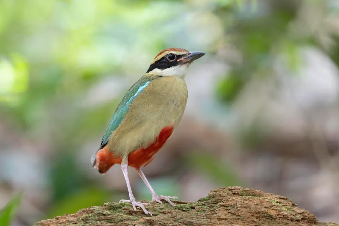 A look at noteworthy migratory birds of 2026 and visitors that now call Singapore home