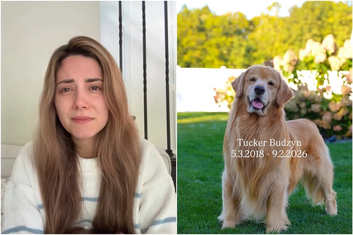 Tucker, who was eight, was diagnosed with lymphoma and died on Sept 2, said his owner Courtney Budzyn.