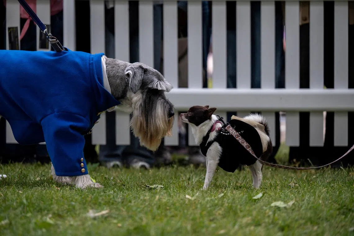 A Schnauzer and Chihuahua taking part in the Best Bridgerton Lookalike competition at the annual Greenwich Dog Show, held at the Old Royal Naval College in London, Britain, on May 25, 2025. 