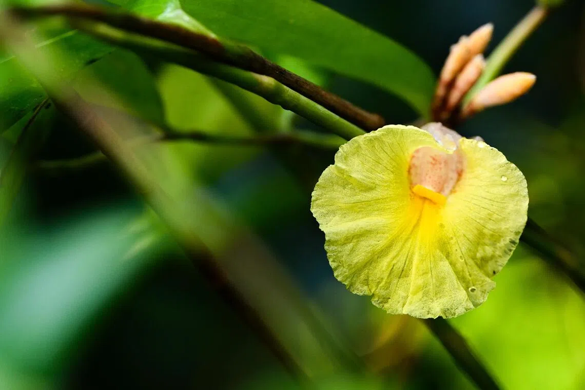 Costus lateriflorus is a rare, epiphytic tropical African plant.