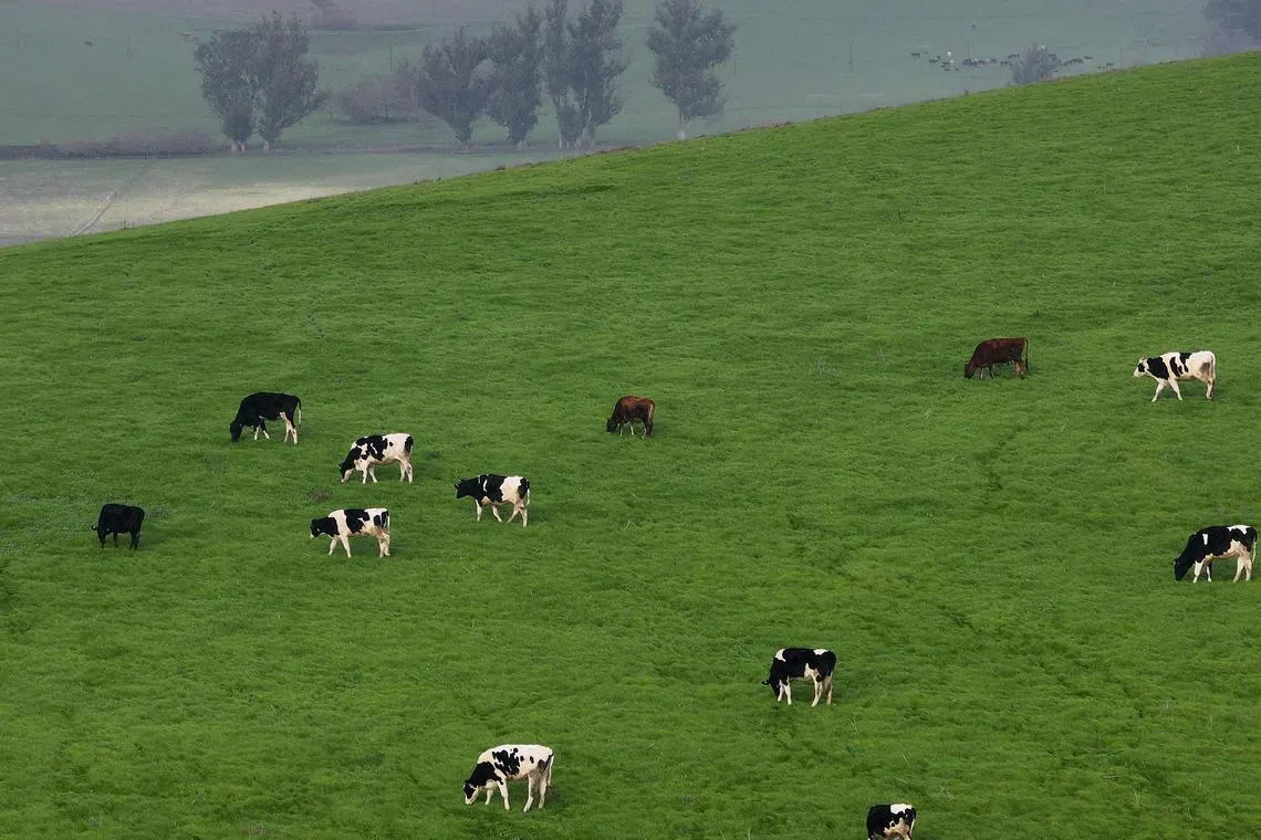 Cows in more than 645 dairies in California have tested positive for H5N1.