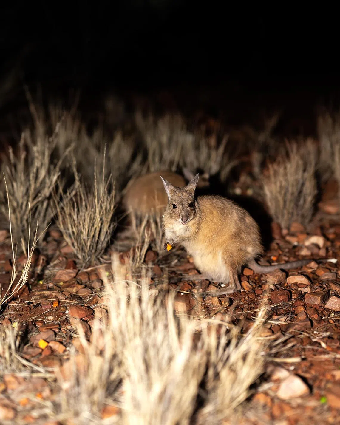On Alice Springs Desert Park’s Nocturnal Tours, visitors enter a predator-proof enclosure, where they can meet animals like the bilby and mala.