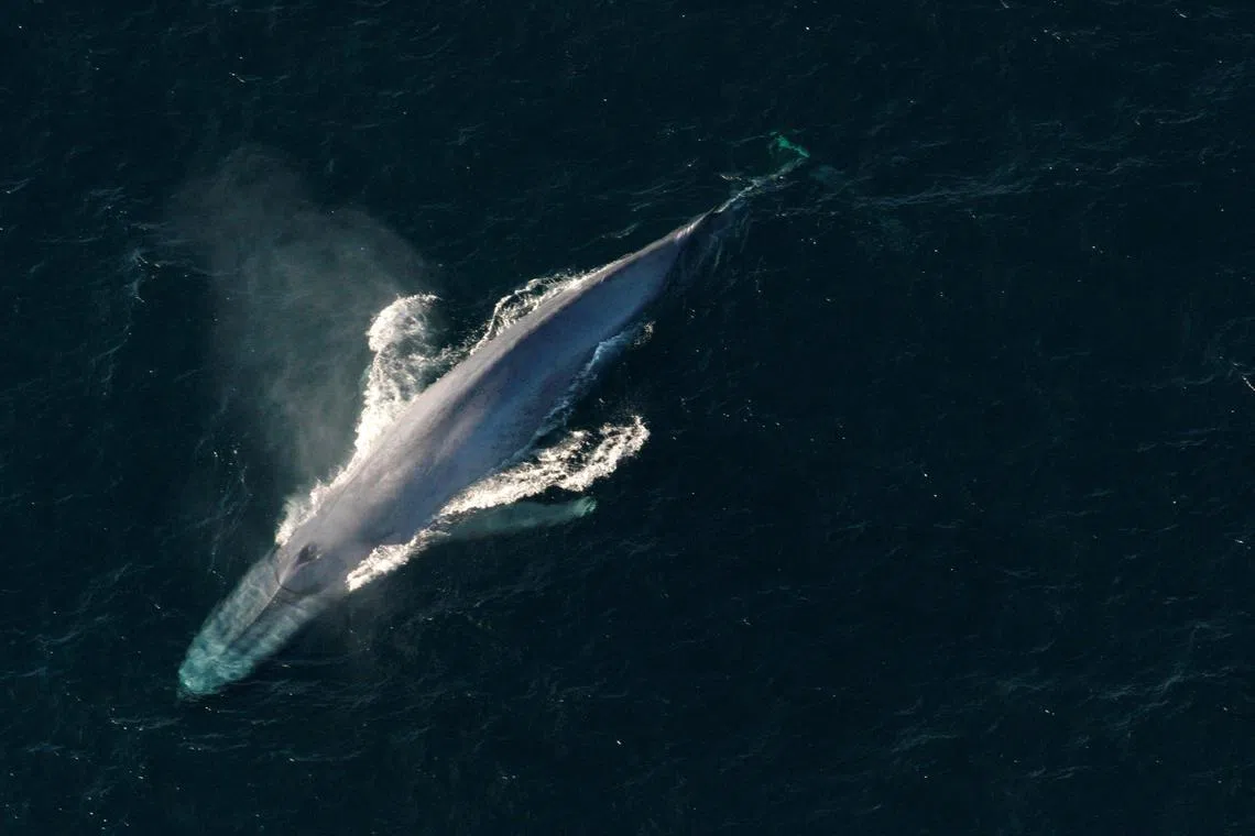 There are fears seabed mining could generate noises that might disrupt whales’ ability to communicate.                  NOAA/Handout via Reuters 