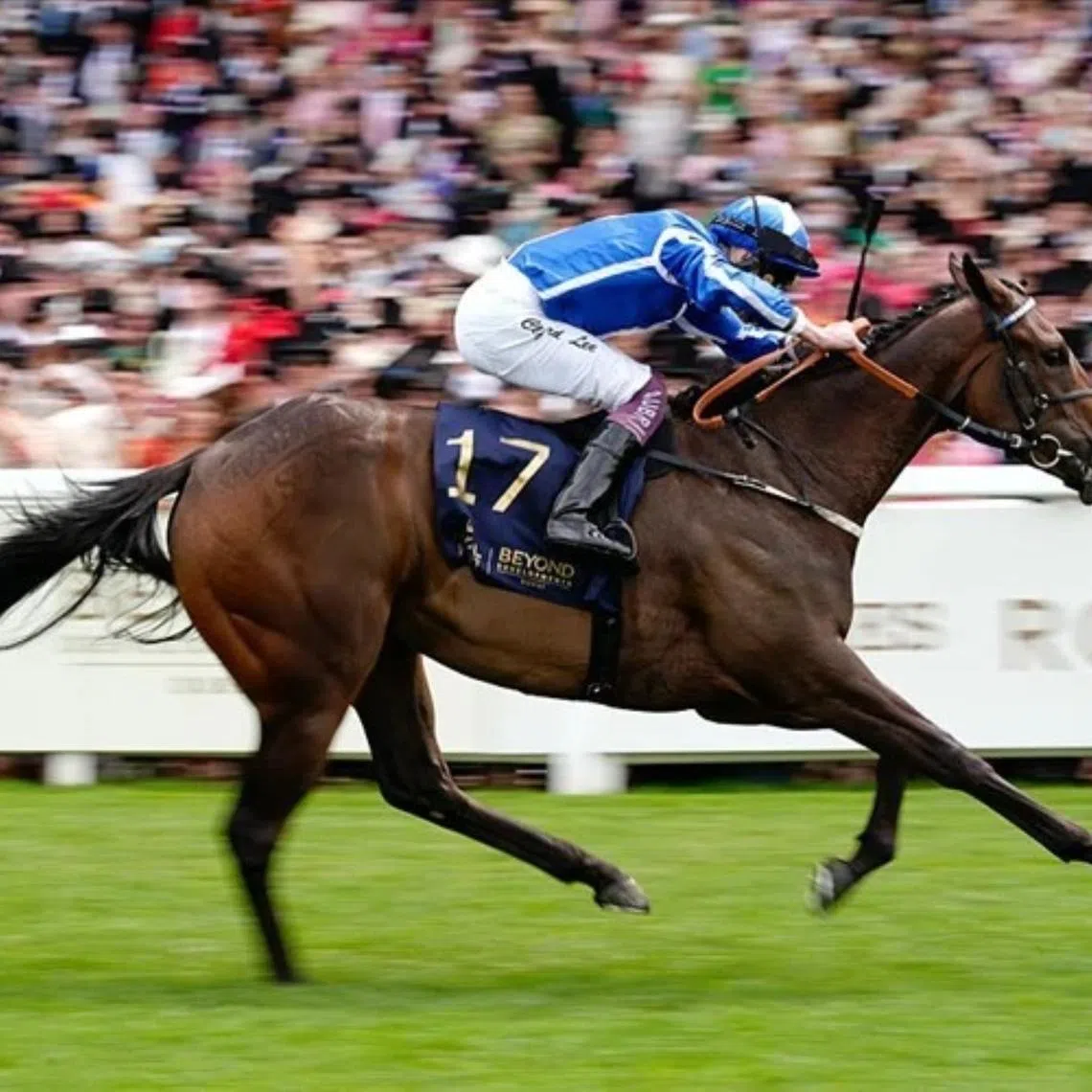 Venetian Sun has been a revelation over the six furlongs in both England and France, seen here annexing the Group 3 Albany Stakes (1,200m) at Royal Ascot with regular partner Clifford Lee aboard in 2025.
