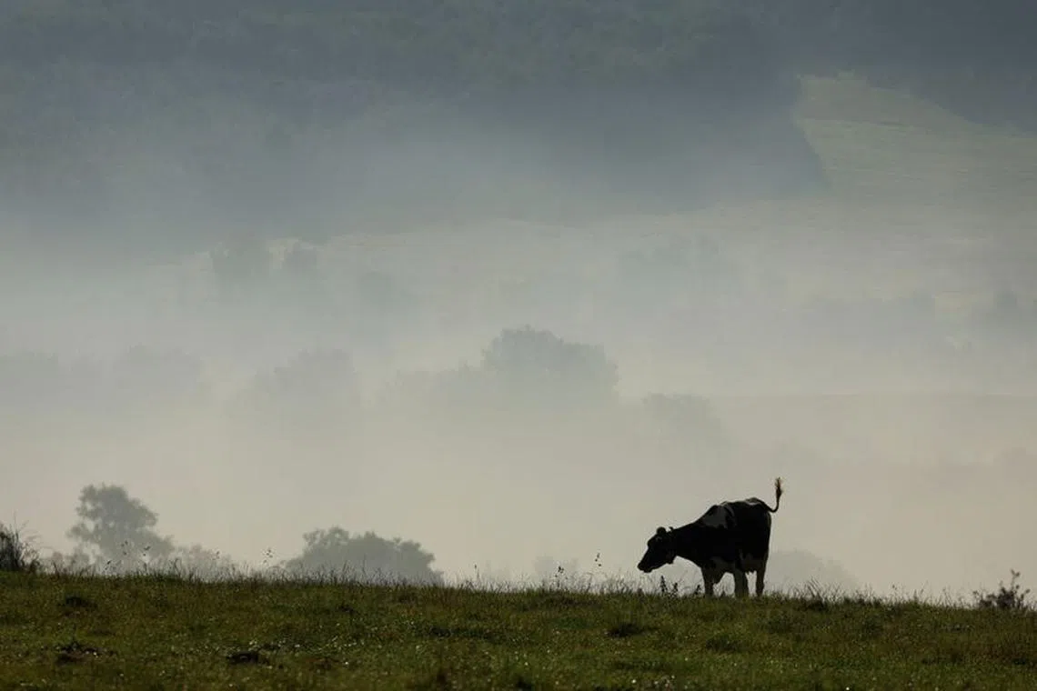 A cow grazes in a meadow in Saint-Leonard, France, September 16, 2023. REUTERS/Pascal Rossignol/File Photo