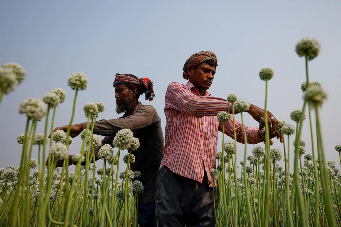 Workers gently rubbing their hands on onion flowers for pollination at a farm, in Faridpur, Bangladesh, on Feb 19, 2025. 