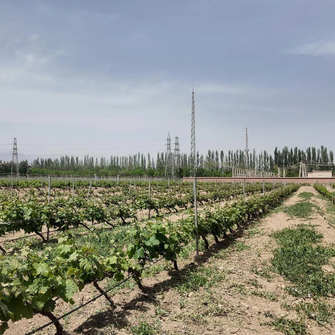 Harvest season for grapes in Ningxia starts from mid-August to October.