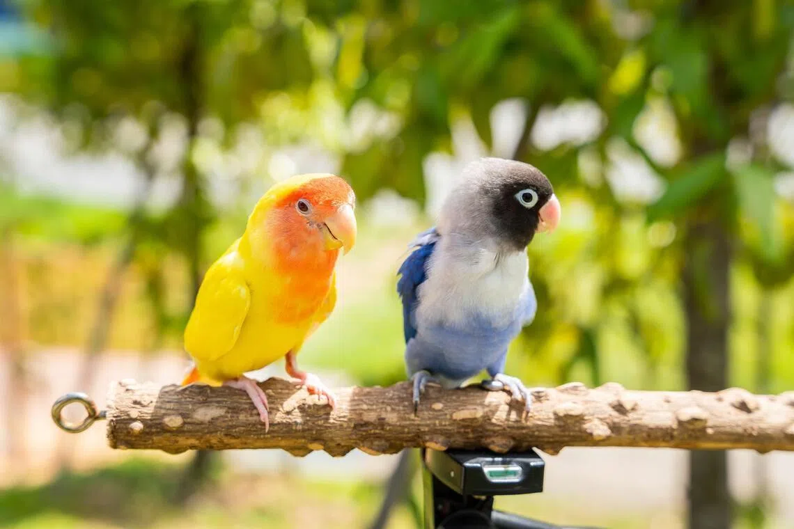 Many bird species hide pain and illness to avoid predation, making it easy for bird owners to miss early signs of illness.