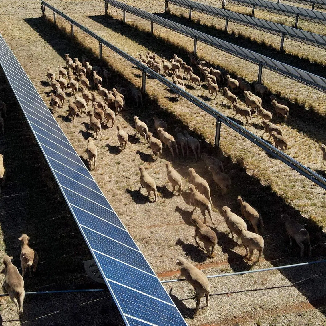 Sheep grazing at the Dubbo Solar Hub, which contains over 30,000 solar panels deployed across 50ha  at Mr Tom Warren's farm on the outskirts of Dubbo.