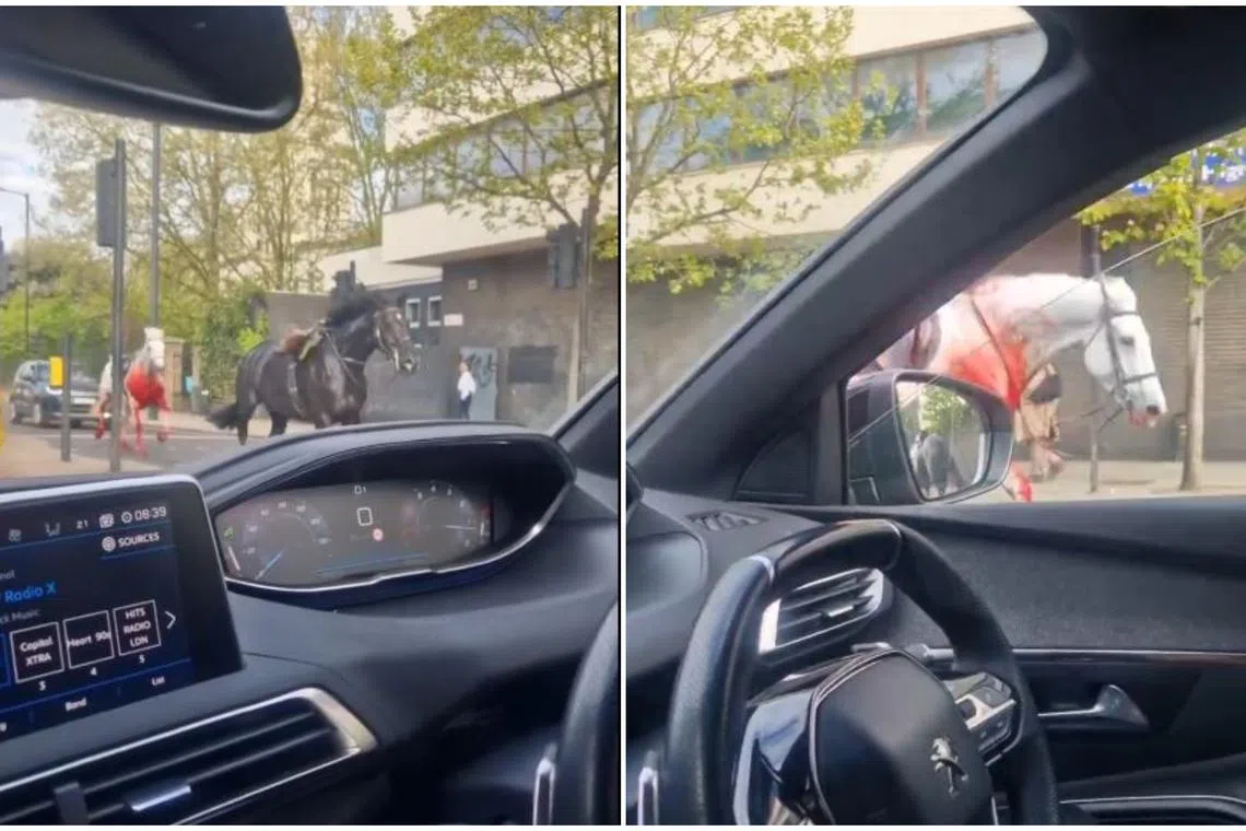 Footage showed a saddled white horse seemingly covered in blood running through the street alongside another, black one.