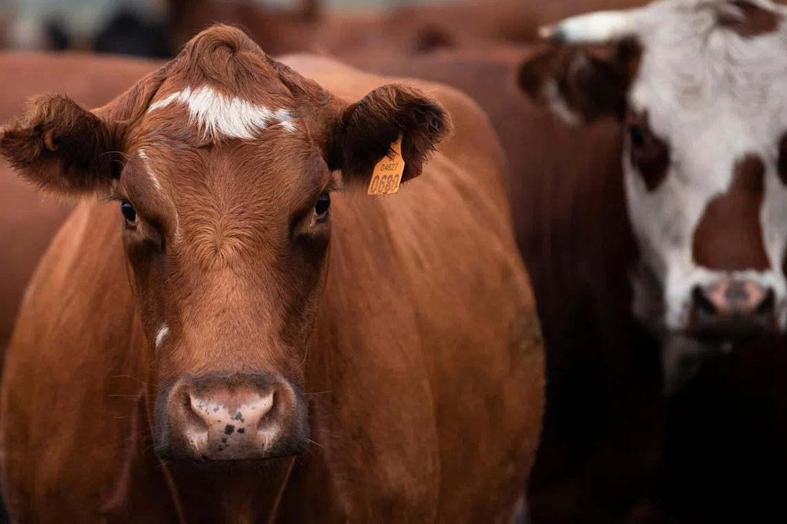 Britain culled millions of cows during a BSE epidemic in the 1990s.