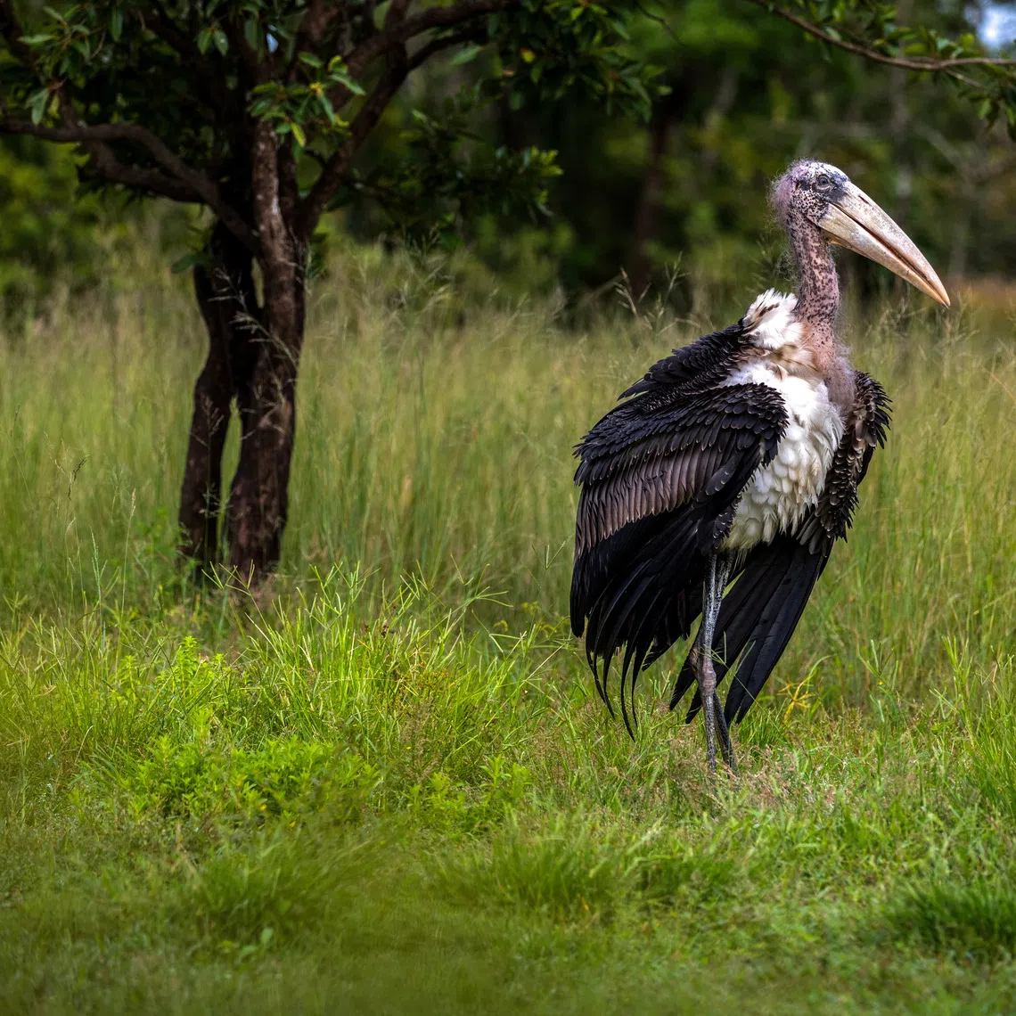 A greater adjutant, stands after being released at Siem Pang Wildlife Sanctuary in Stung Treng Province, Cambodia, October 15, 2025. REUTERS/Roun Ry