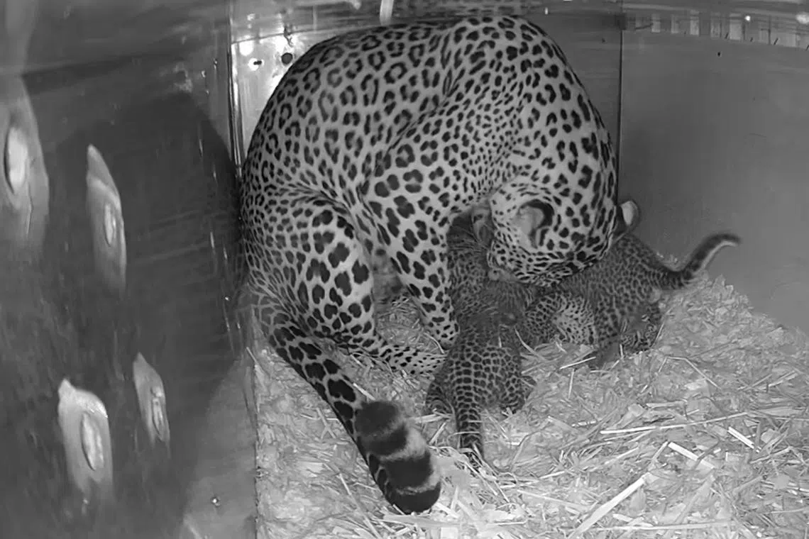 Yala with her cubs in their nest box, a month after their birth on Jan 1.