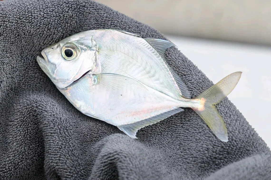 Anglers Lin Jiayuan and Tan Yen Yi and their friends caught 40 species within four hours at Bedok Jetty on June 30, including the imposter trevally (above).