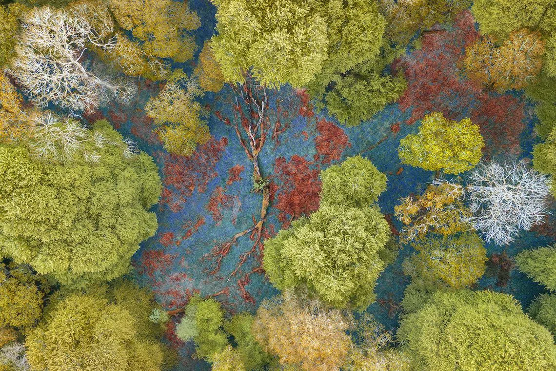 For the past 15 years, Fortunato has been captivated by the timeless beauty of Carstramon Wood, nestled in the southwest corner of Scotland. During spring, as dawn breaks and gentle light bathes the landscape, he captures the vibrant hues of bluebells in full bloom. Using a drone, he showcases the enchanting carpets of violet-blue that transform woodland floors across much of the UK and Ireland.

The UK is home to nearly half the world’s population of bluebells, a remarkable distinction. While these iconic flowers are native to the Atlantic edge of Western Europe, nowhere else are they found in such dense numbers. However, British bluebells now face competition from the Spanish variety, which has been cultivated as a garden plant since the 1680s. Today, hybrids or Spanish bluebells can be found in at least one in six British broadleaved woodlands.

This photograph symbolizes a journey—a profound connection with the land and a rediscovery of life’s essential values. For Fortunato, places like these embody a modern-day “Walden,” reminiscent of transcendentalist Henry David Thoreau’s reflections. By merging scientific understanding with spiritual empathy, Fortunato brings nature’s overlooked beauty to life, turning even the common into something extraordinary, authentic, and unforgettable.


Fortunato Gatto moved Scotland in 2007 to pursue his passion for wild landscapes. His dedication to nature's beauty has earned him global recognition, awards, and publications. His work highlights nature as the central character, portraying it through metaphors and a creative vision. His persistence in willing to learn and improve helped him become an advocate of the beauty of nature.

Follow Fortunato on Instagram @fortunato.gatto.