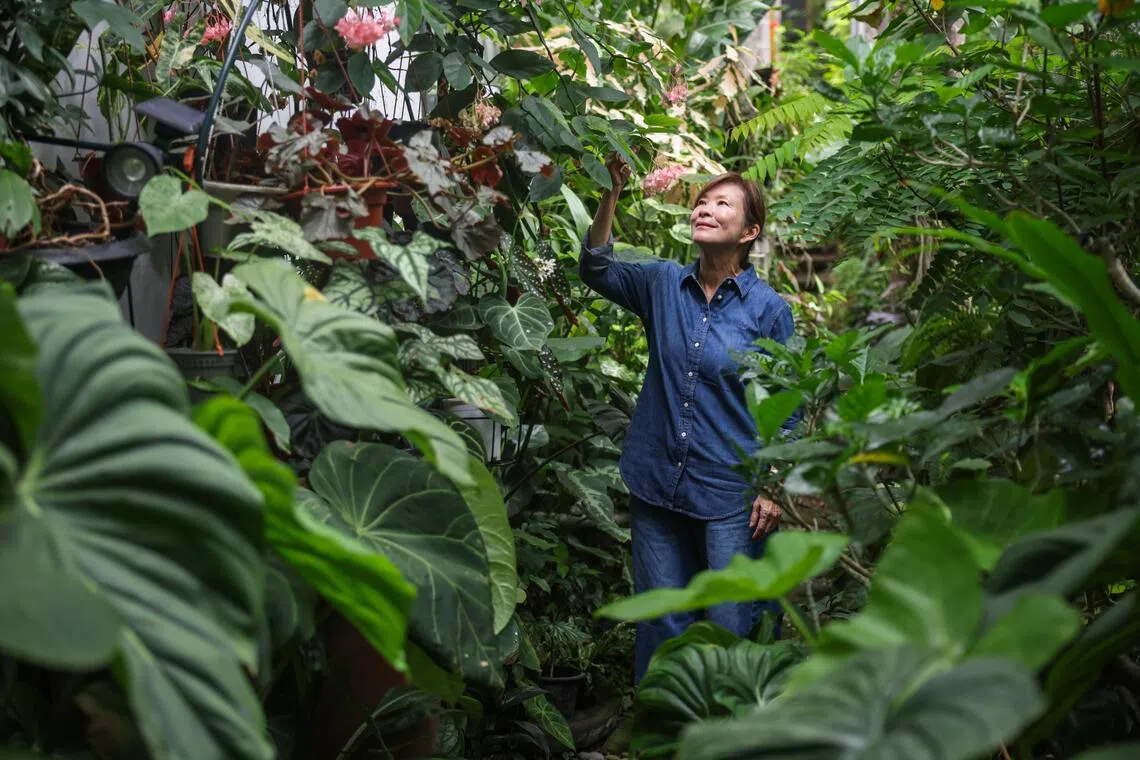 One year since Irene Ngoo transplanted her “jungle” from a colonial bungalow to a compact condo, the plants and the former journalist are flourishing after the upheaval.