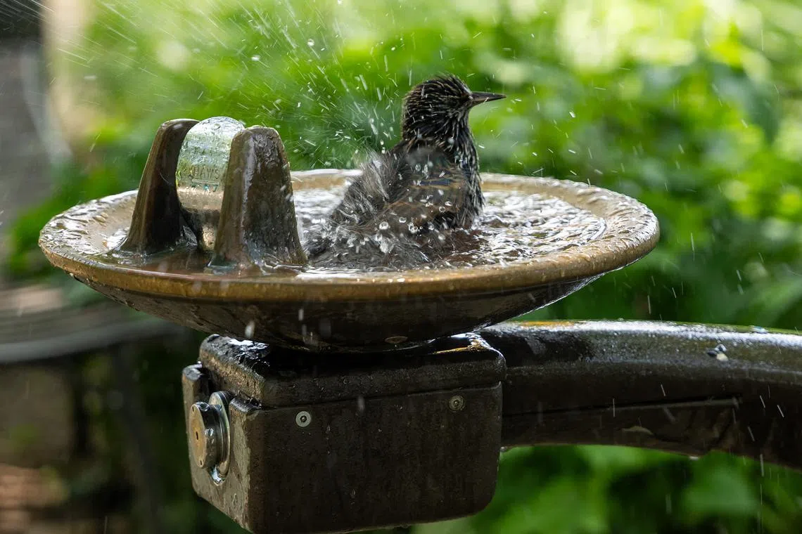 A bird bathes in a water fountain in Manhattan on June 23, 2025, in New York City. 