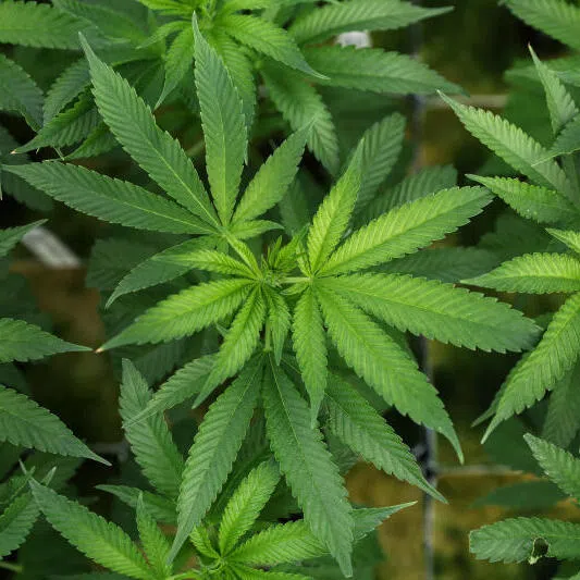 Cannabis plants being grown in a California farm. Commercial cultivation is surging despite questions about the benefits of cannabis products