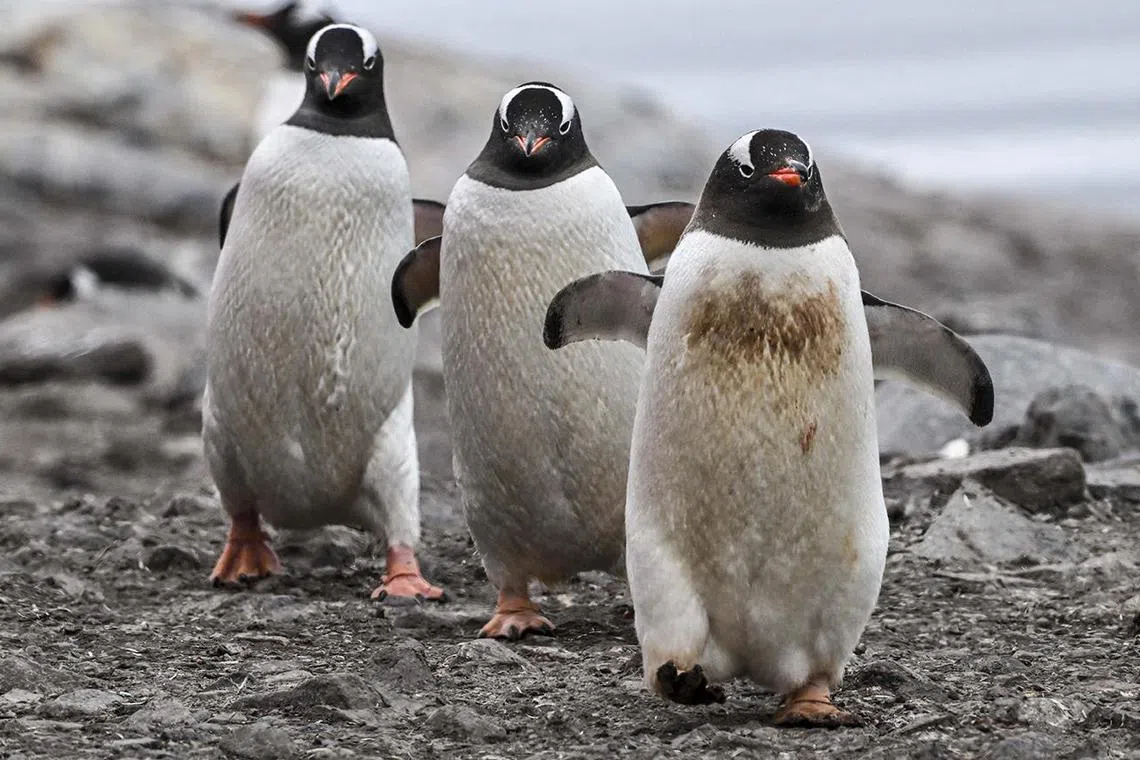 Samples taken from dead gentoo penguins in the Falkland Islands came back positive for the H5N1 avian influenza virus.