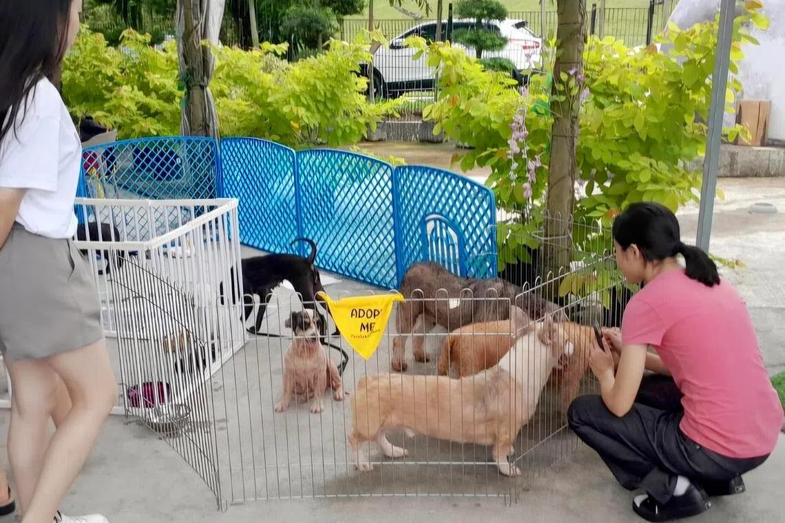 jsdonate31 - Purely Adoptions' adoption drive. 
PHOTO: PURELY ADOPTIONS