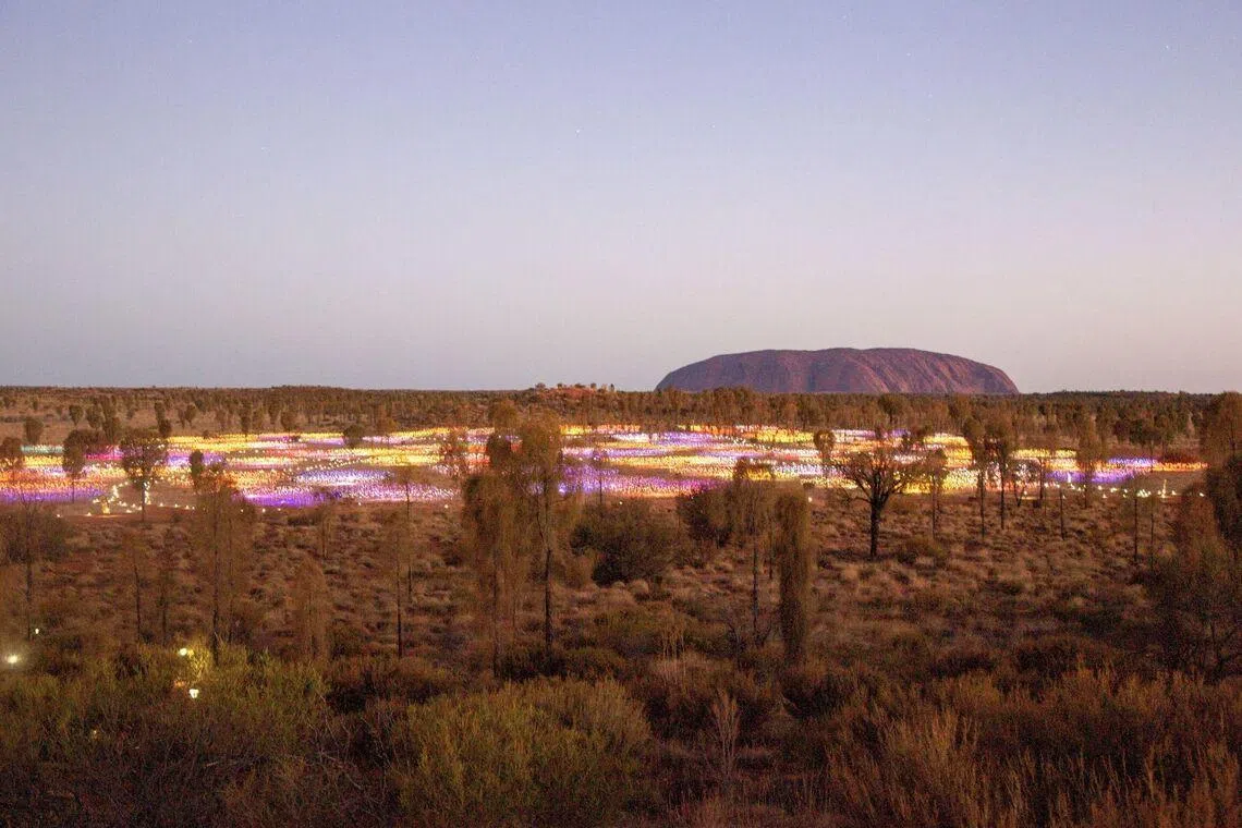 Field of Light Uluru
