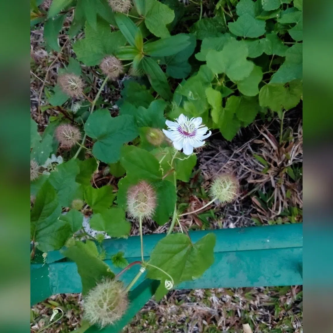 This flower's fruit turns yellow-orange when ripe.