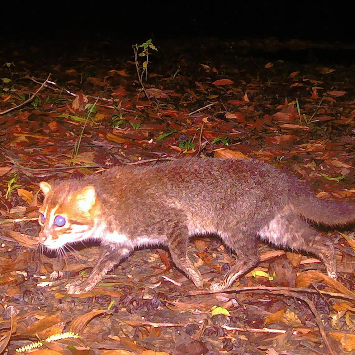 An ecological survey recorded 29 sightings of flat-headed cats at the Princess Sirindhorn Wildlife Sanctuary in Thailand.
