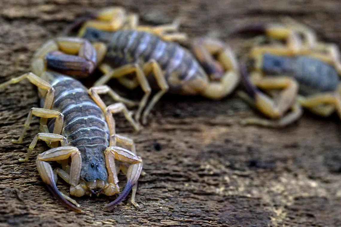 Yellow scorpions (Tityus serrulatus) are pictured at the arthropod bioterium of the Butantan Institute, in Sao Paulo, Brazil, on October 2, 2024. Only tiny tweezers separate Butantan Institute workers from Brazil's most lethal animal, the yellow scorpion, responsible for an increasing number of deaths in the South American giant. The loss of its natural habitat in the forests, the expansion of Brazilian cities, and increasingly warm winters have made this venomous arachnid a growing problem for health authorities.  (Photo by Nelson ALMEIDA / AFP)