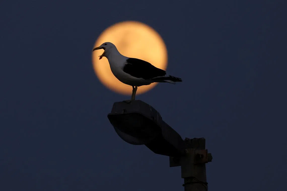 A seagull perching on a lamp post during a full moon known as the 'Blue Moon' in Cape Town, South Africa, Aug 30.