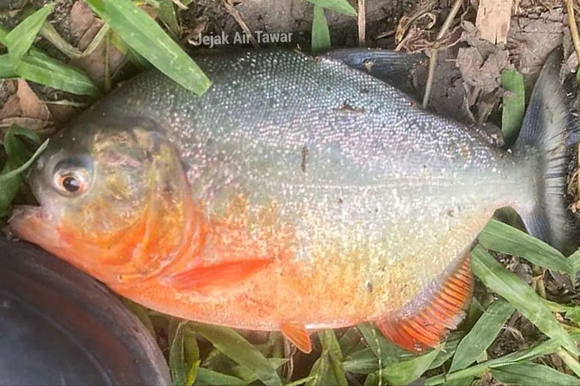 Malaysian angling group claims second red-bellied piranha found in river in Pahang