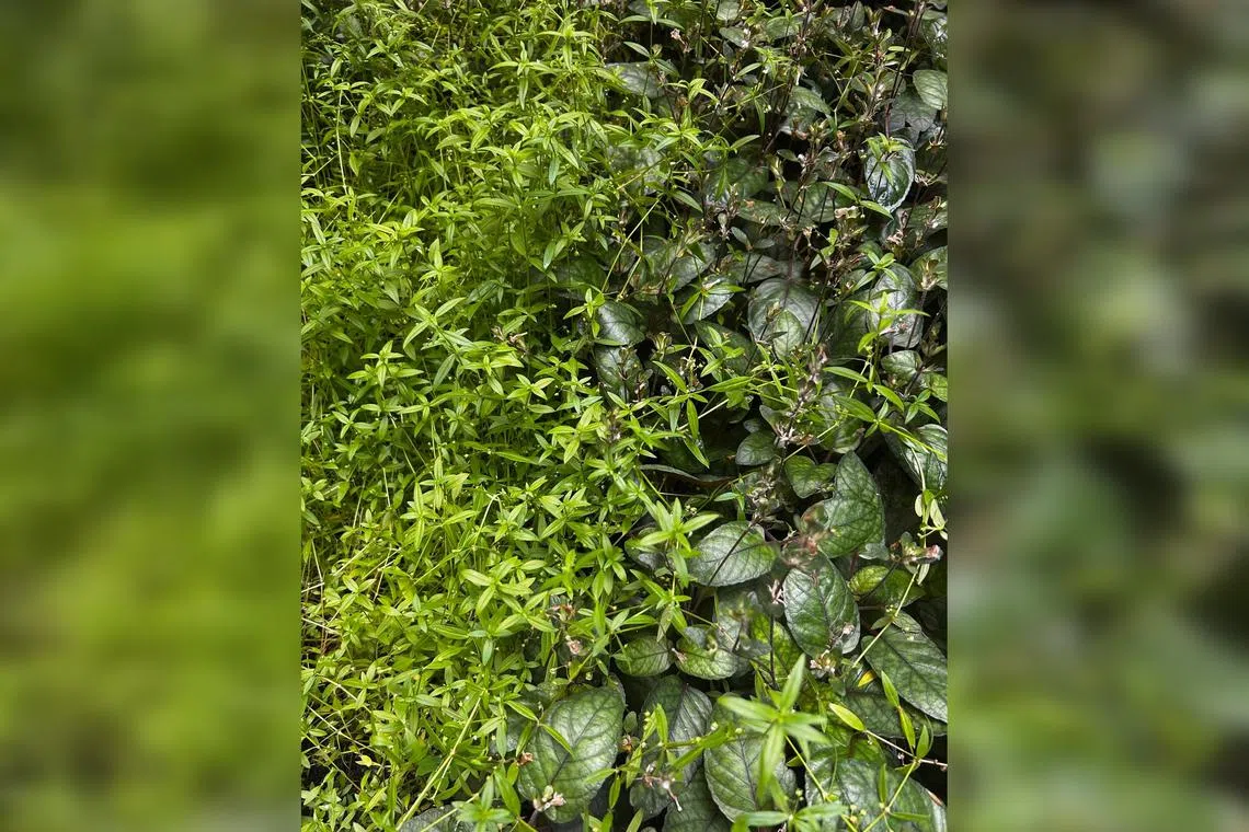 Oldenlandia corymbosa is often seen in flower pots, parks and gardens. 