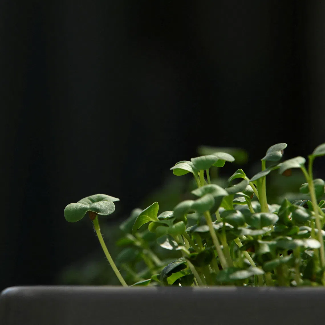 A close-up of a harvest-ready radish microgreen at ENPARALELO, an urban farm in Havana, Cuba September 9, 2025. REUTERS/Norlys Perez