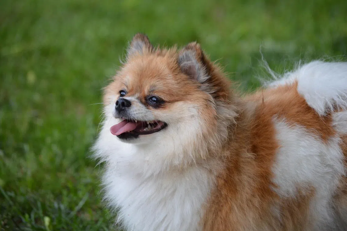 The Pomeranian survived the fall, but sustained severe injuries to its spine and nervous system, including paralysis of its hind legs.