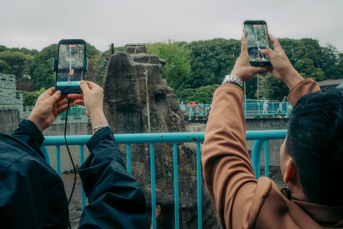 Visitors film Punch, a macaque monkey, in the monkey enclosure at Ichikawa City Zoo in Japan, on April 10, 2026.