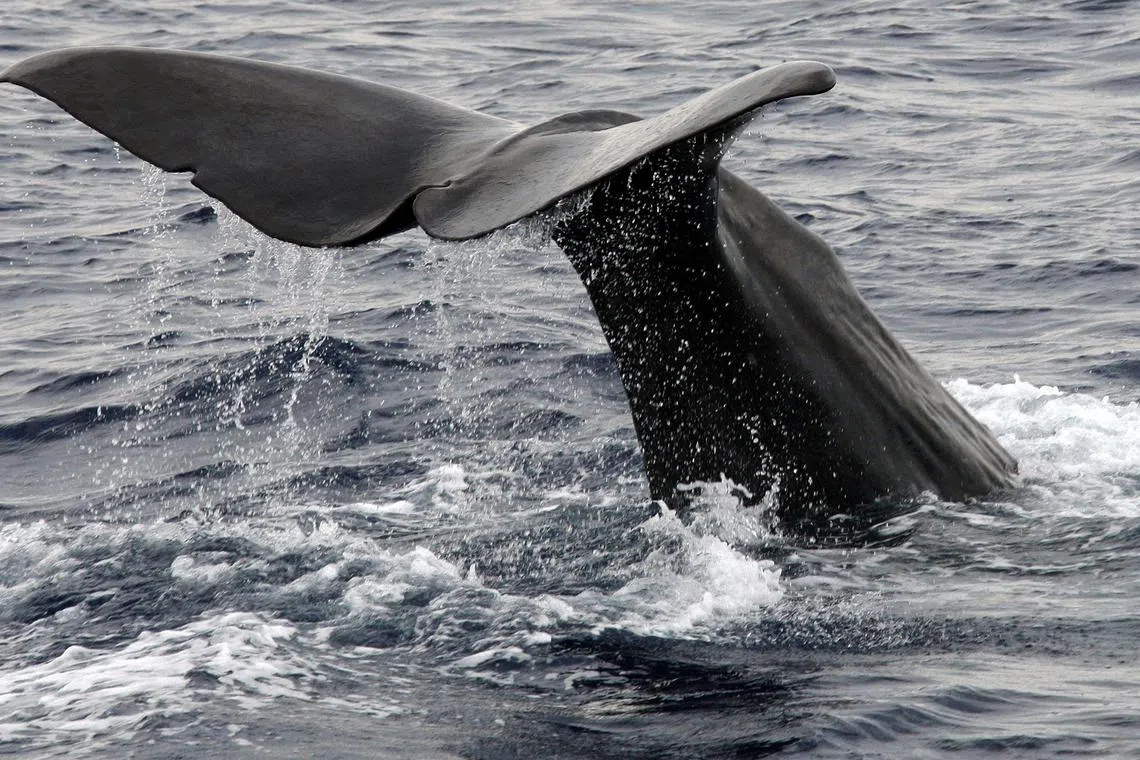 Conserving sperm whales also carries climate benefits that derive from their faeces. 