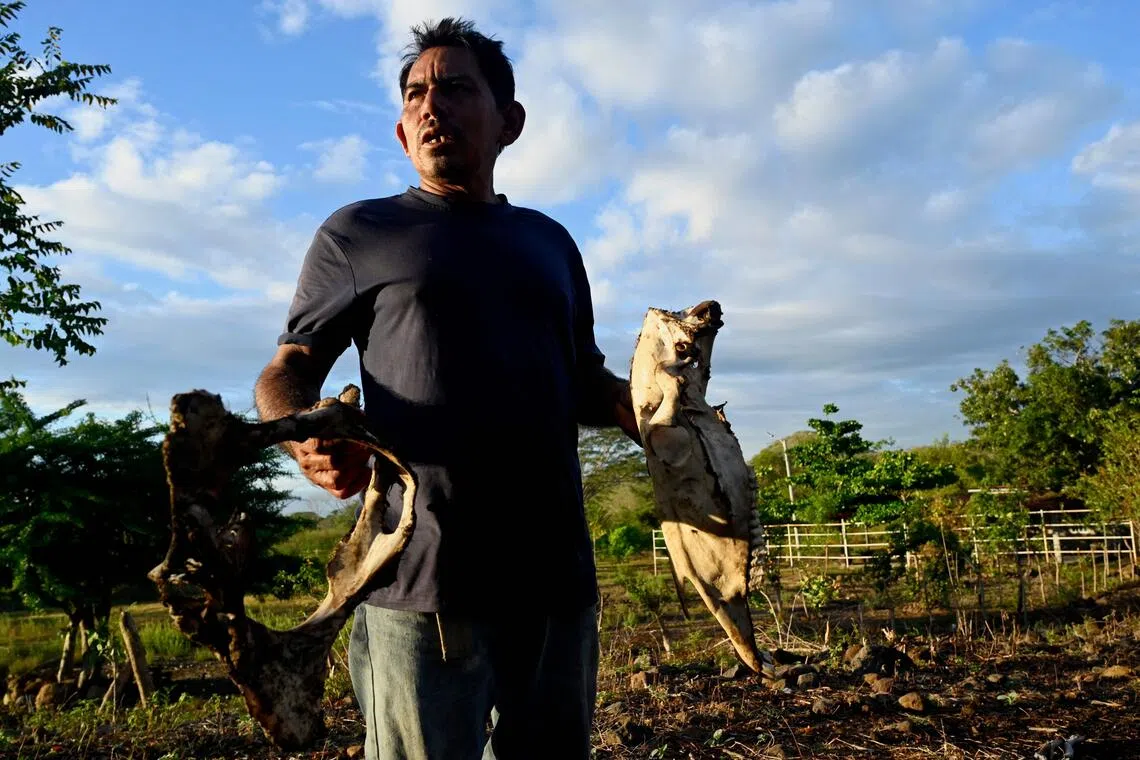 Dead animals, barren fields, and hunger – El Nino chokes Central America