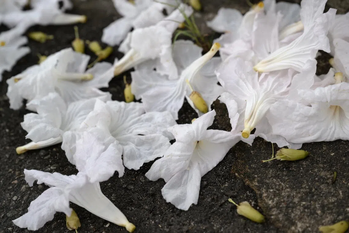 The trumpet tree is named after the shape of its flower, which resembles a trumpet. 