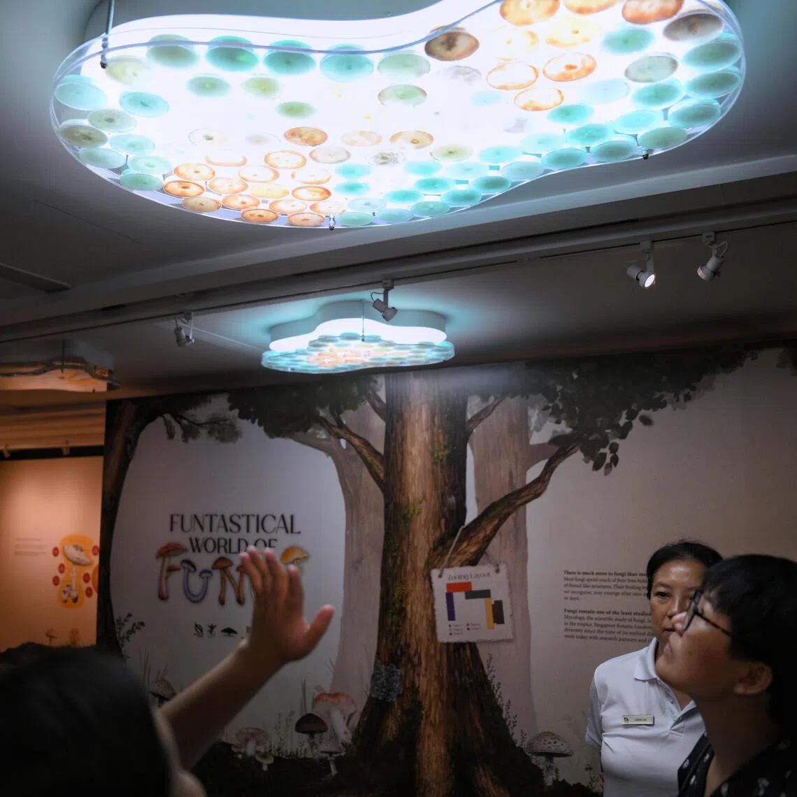 A display of mycelium on Petri dishes seen on the ceiling of Funtastical World of Fungi exhibition held at the CDL Green Gallery at the Singapore Botanic Gardens.