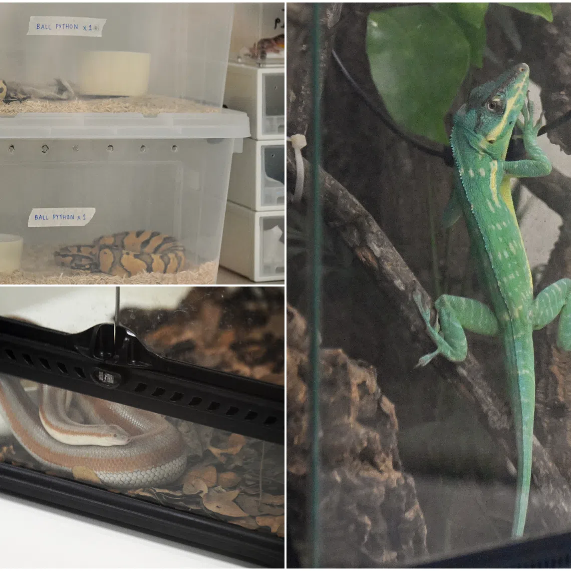 (Clockwise from top left) A ball python, a blue beauty anole and a rosy boa that were seized by NParks.