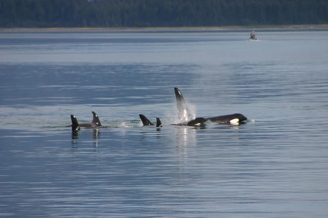 Orcas, or killer whales, have been ramming small boats sailing in the Iberian Peninsula for a few years.