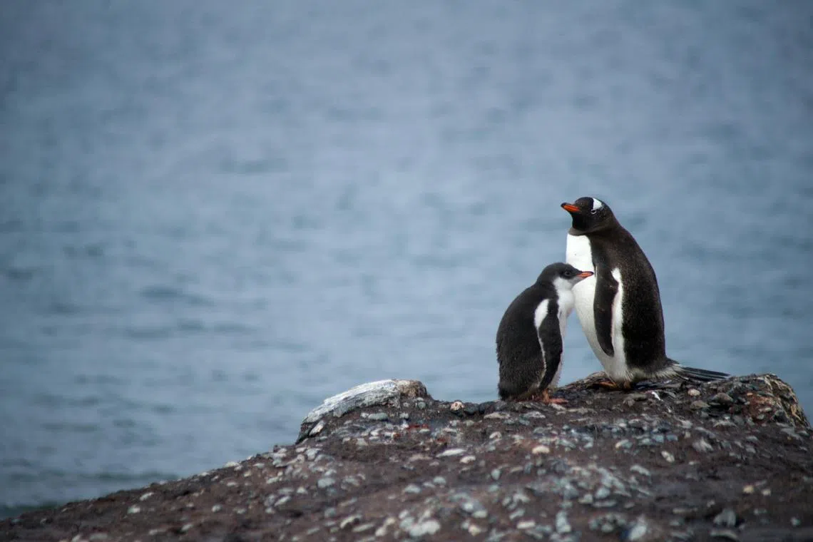 Penguins do not yet appear to be impacted by the virus, with no reports showing above-average penguin mortality.