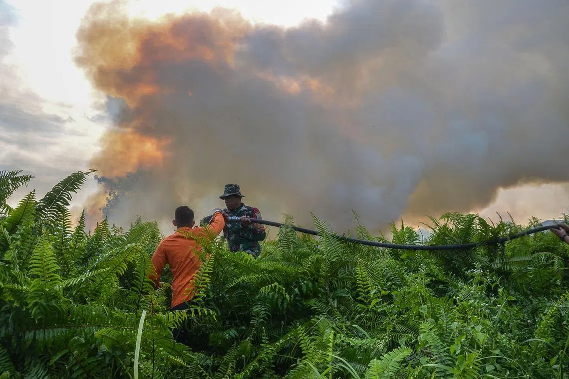 PEKANBARU - Members from an Indonesian joint task force extinguish a fire at a peatland in Pekanbaru, Riau province, on July 31, 2023. 