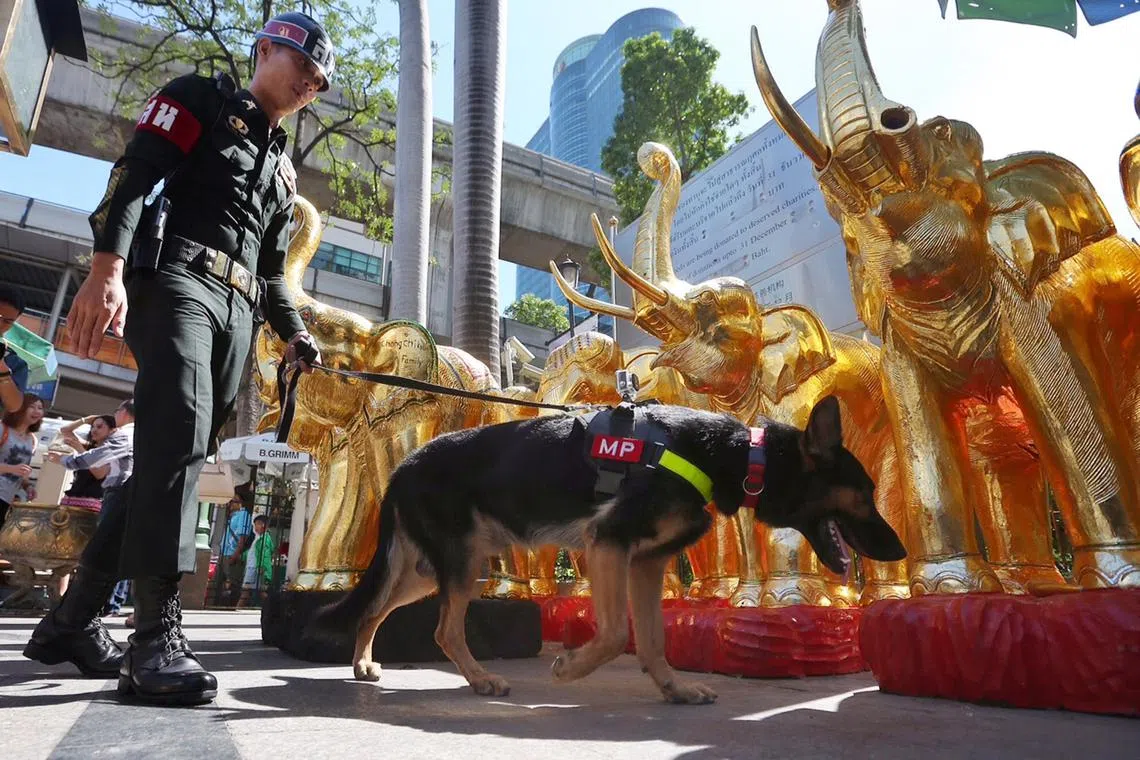 A military police officer and a sniffer dog on patrol at Erawan Shrine on 20 August 2015. The Thai authorities had tighten the security in the area around the shrine in Bangkok, following the bomb attack at the shrine on 17 August 2015, which killed 20 people and injured over 100.