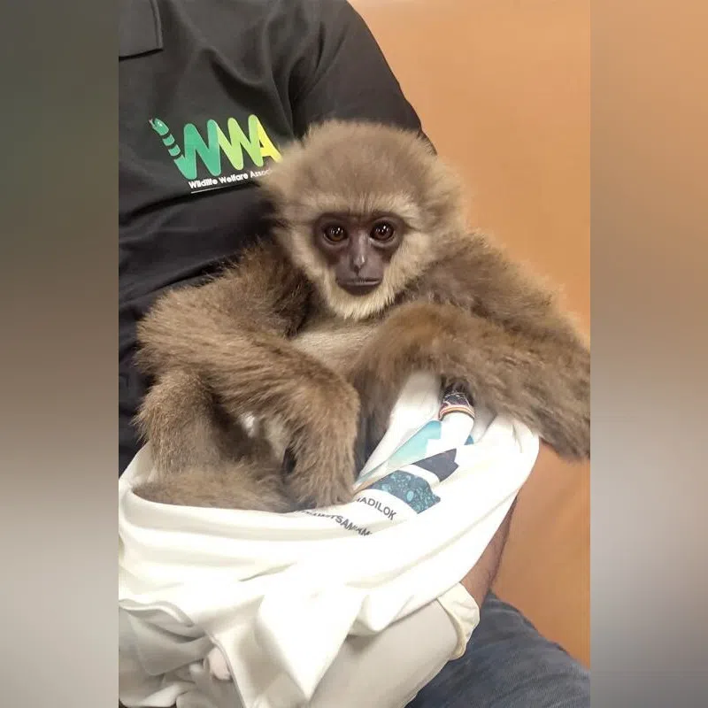 One of the silvery gibbons seized from a checked bag being cradled in the arms of an officer at Mumbai International Airport. 