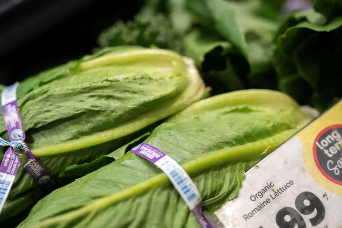 Michigan eases lettuce advice as cyclosporiasis reports decline
