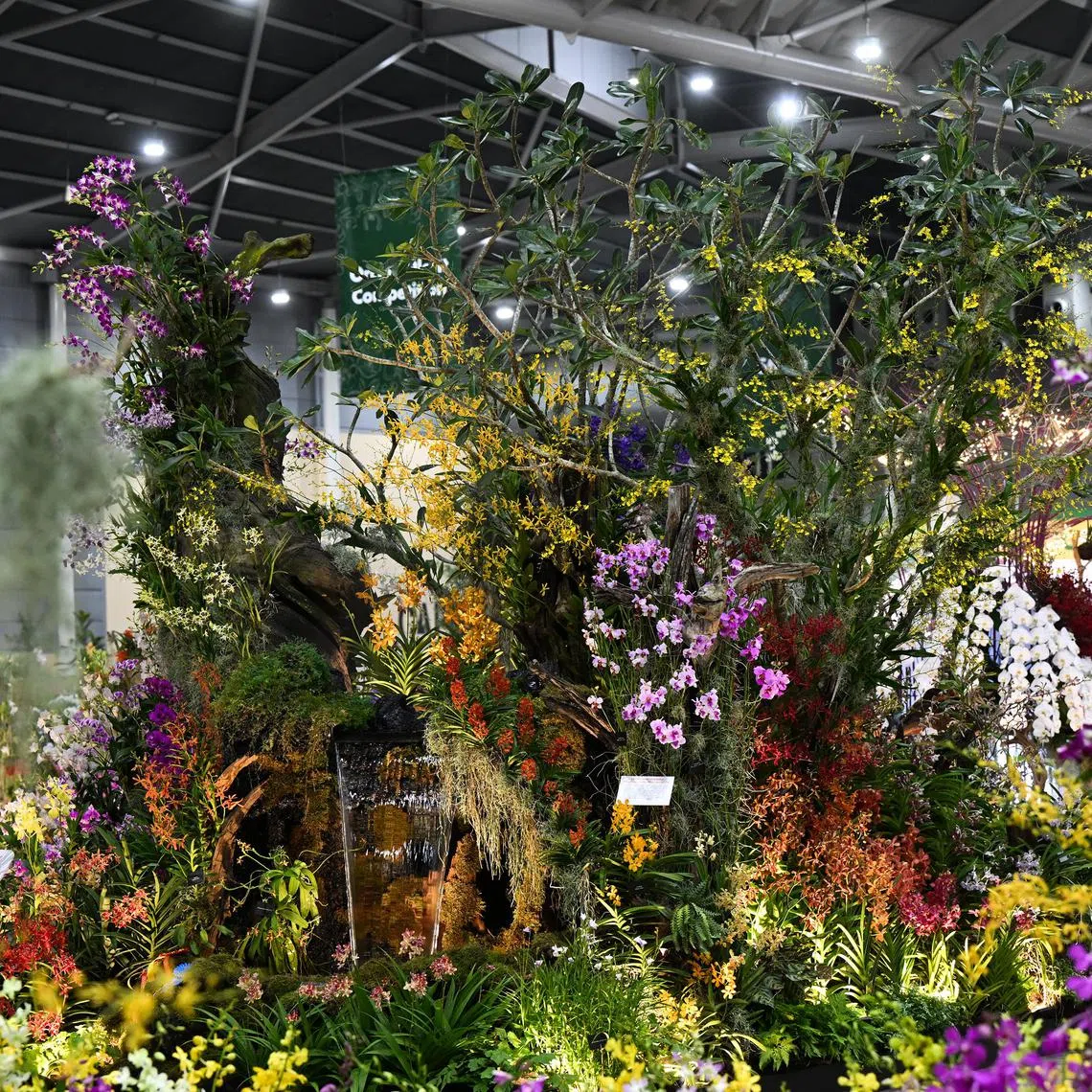 Winner of the 25 square meter plot orchid landscape at the 14th edition of APOC on August 15, 2023. 

**embargo till 16 August***

(ST PHOTO: AZMI ATHNI)