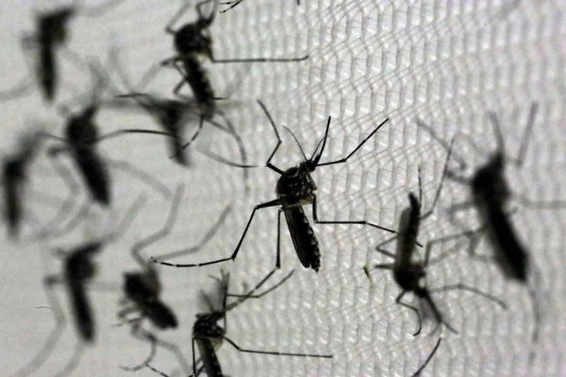 FILE PHOTO: Aedes aegypti mosquitoes are seen inside Oxitec laboratory in Campinas, Brazil, February 2, 2016. REUTERS/Paulo Whitaker/File Photo