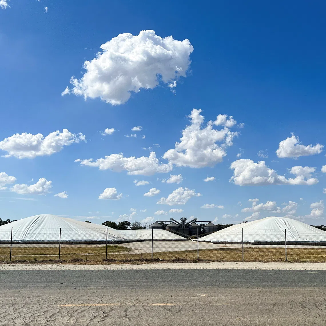 The pest could infest grain storages and disrupt agricultural exports.