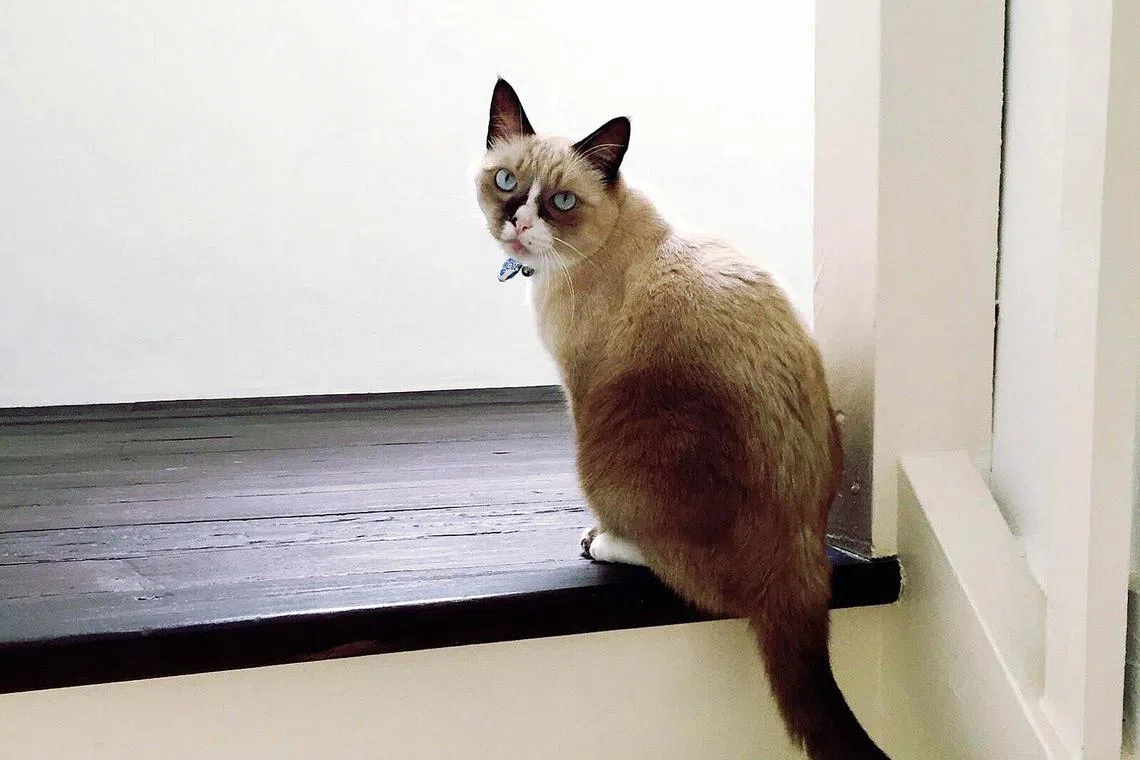 Momo was a beautiful, unexpected chapter in my life, says author Jason Leow.